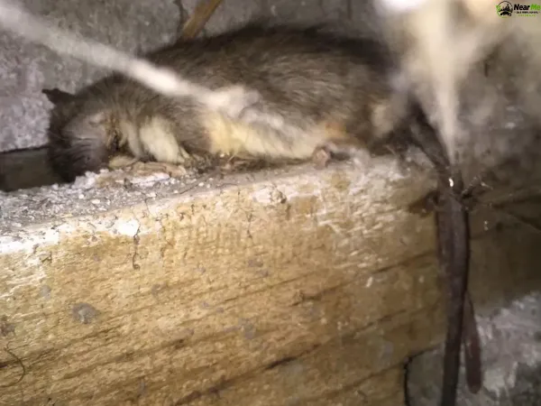 Dead Rat Removal Inala